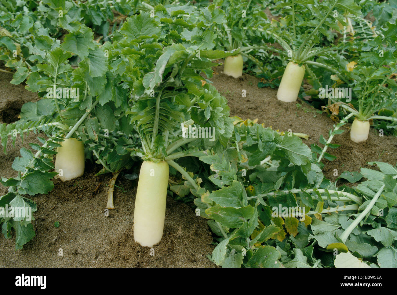 Daikon radish field Stock Photo Alamy