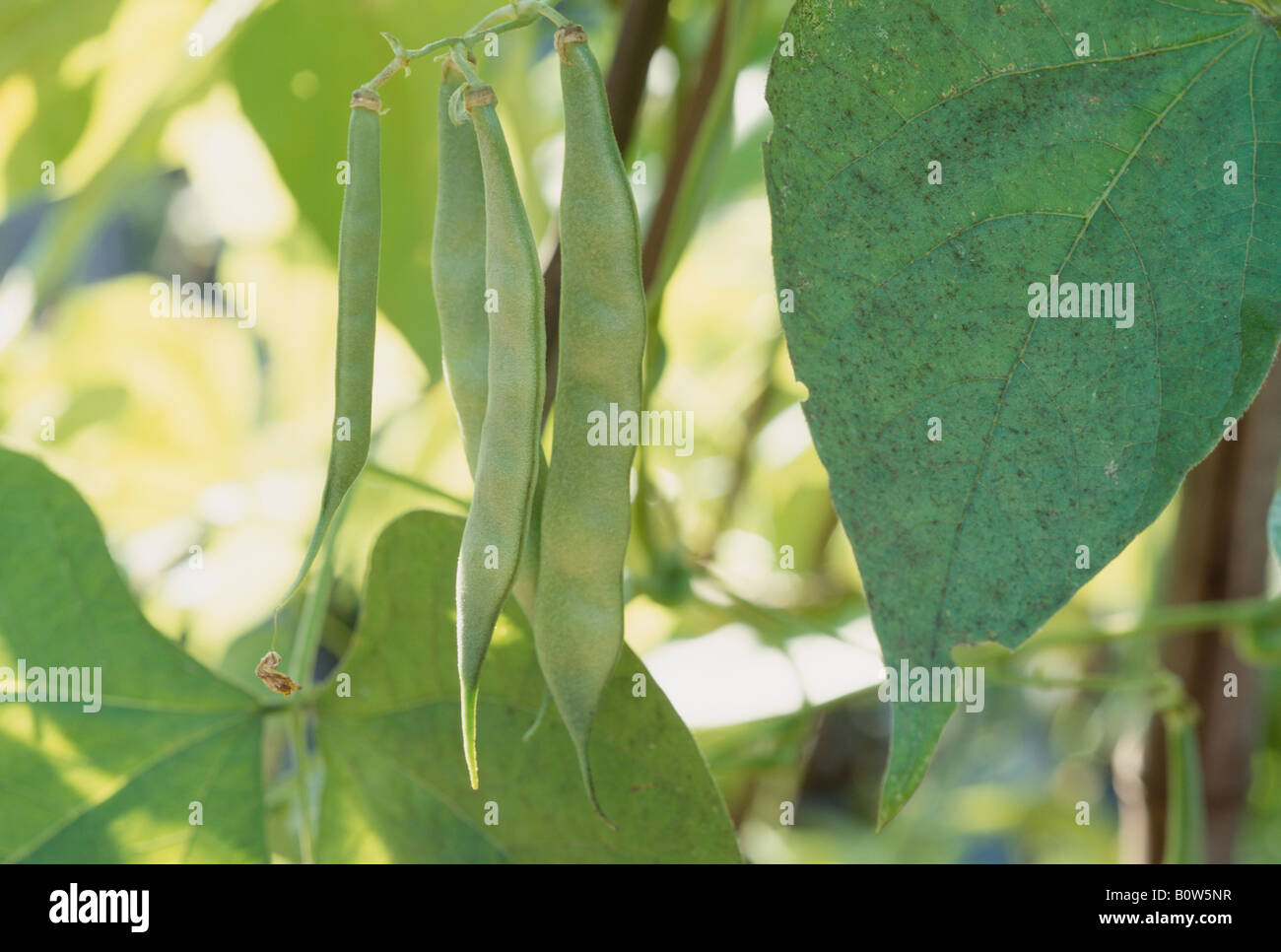 Green beans on vine Stock Photo Alamy
