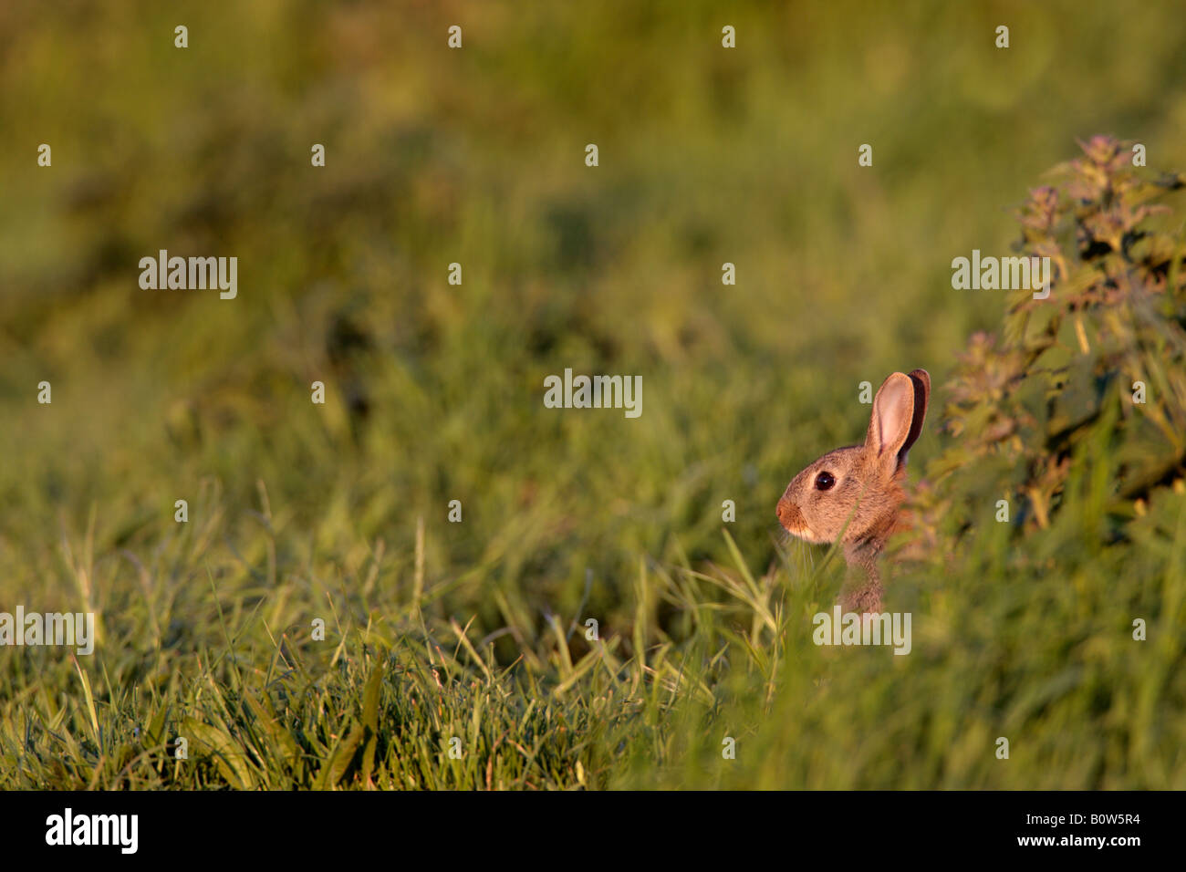 Rabbit Oryctolagus cuniculus in early evening light Sutton Bedfordshire ...
