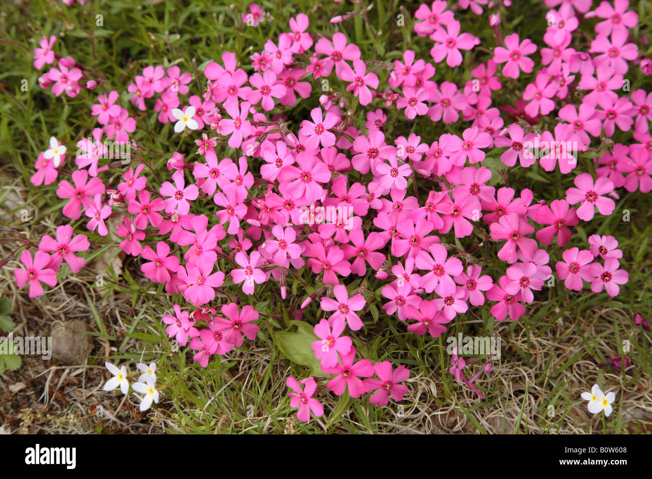 phlox flowers during the spring months in a New England forest Stock Photo