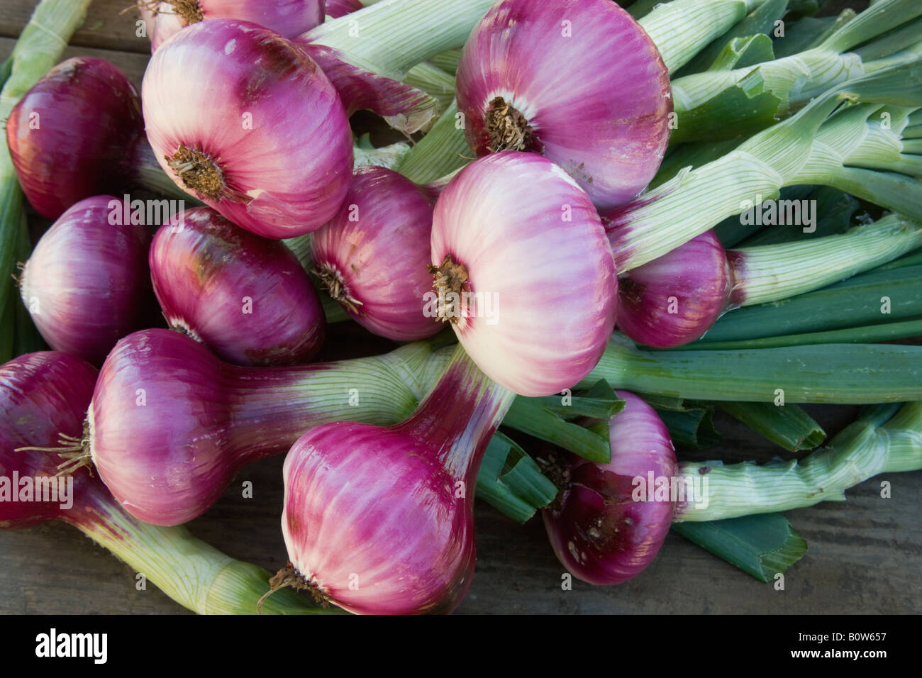 Red onions, bunch. Stock Photo