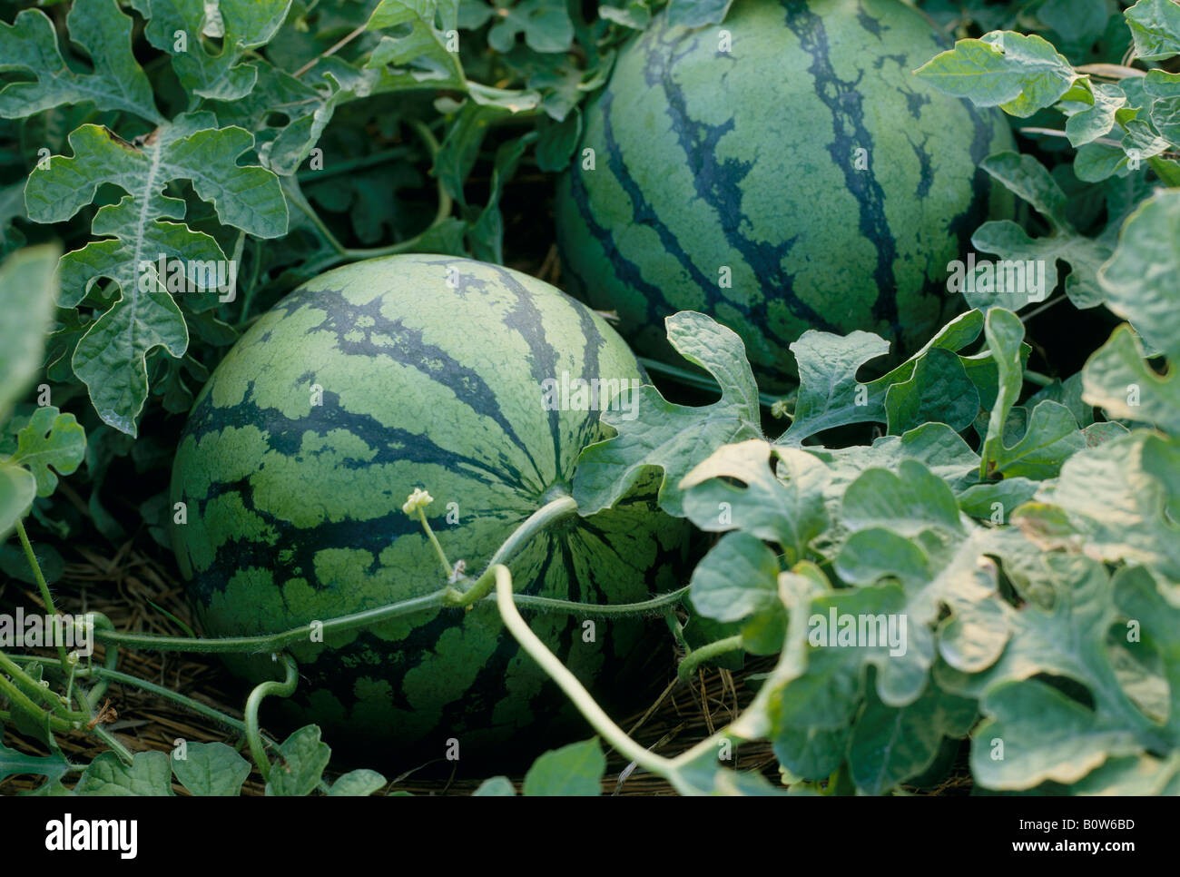 Watermelon field hi-res stock photography and images - Alamy