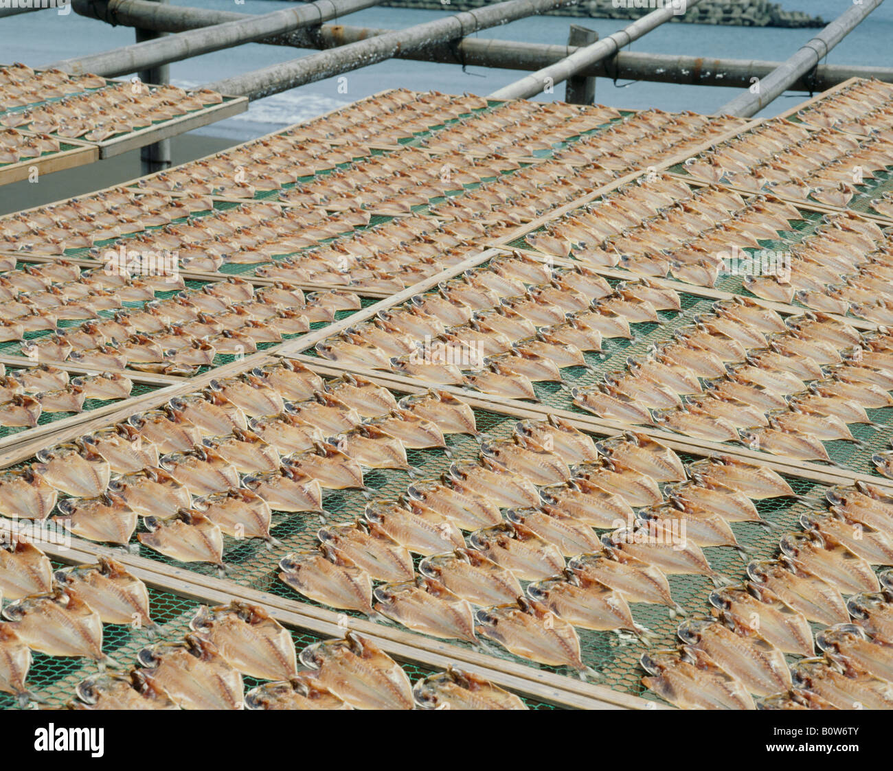 Horse mackerel drying on rack Stock Photo - Alamy