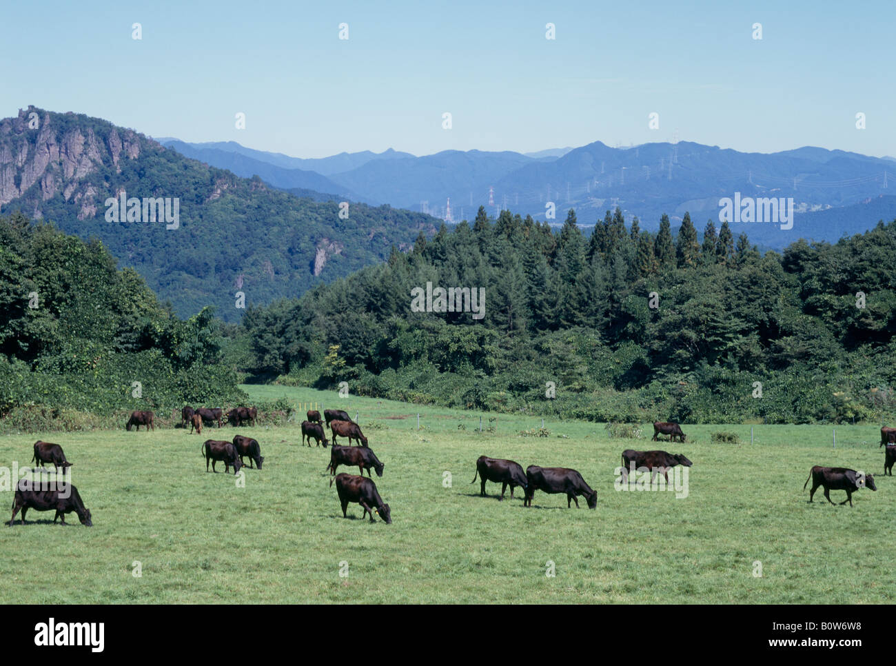Ranch cattle hi-res stock photography and images - Alamy