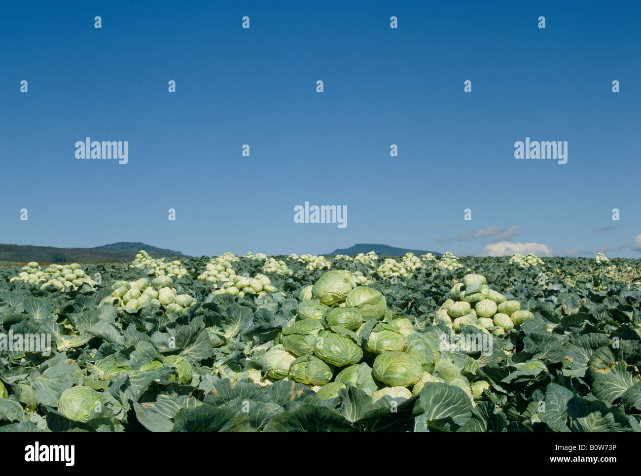 Cabbage field Stock Photo