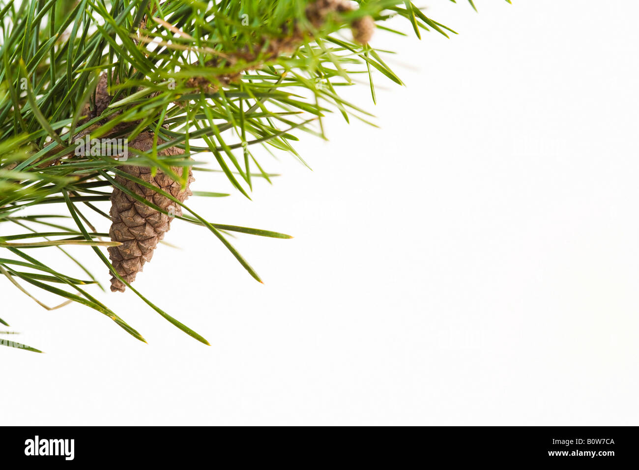Pine (Pinus) with cone Stock Photo