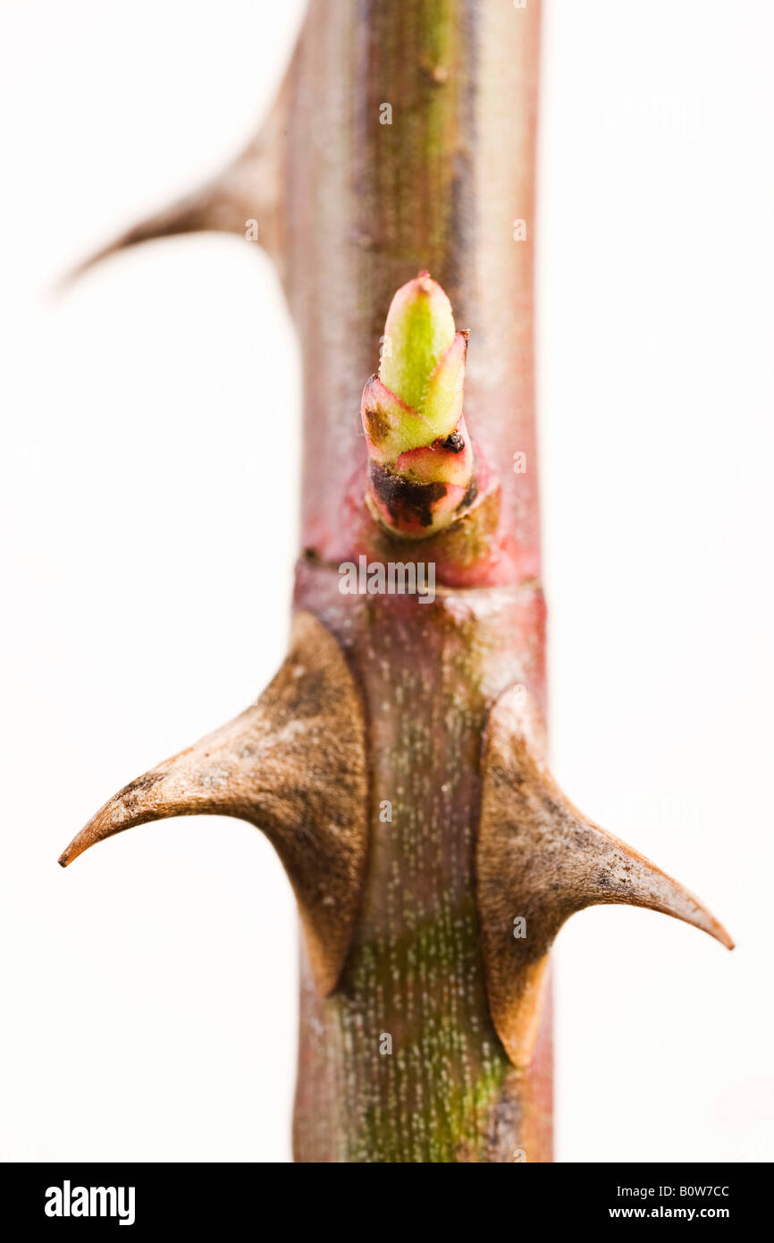 Rose thorns (Rosa) in spring Stock Photo