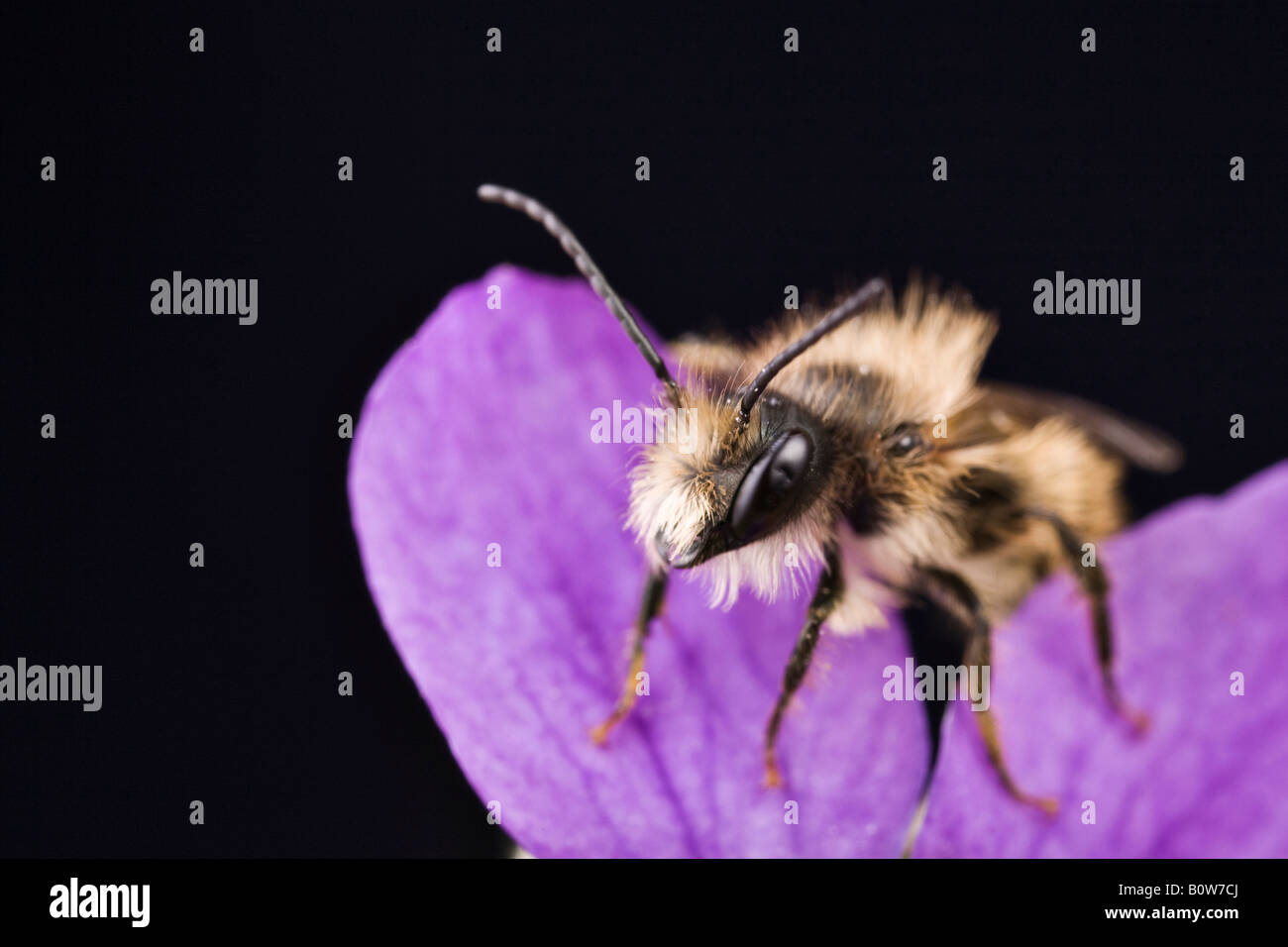 Male Red Mason bee (Osmia bicornis) perched on a Heath Dog-Violet or Dog Violet (Viola canina) Stock Photo