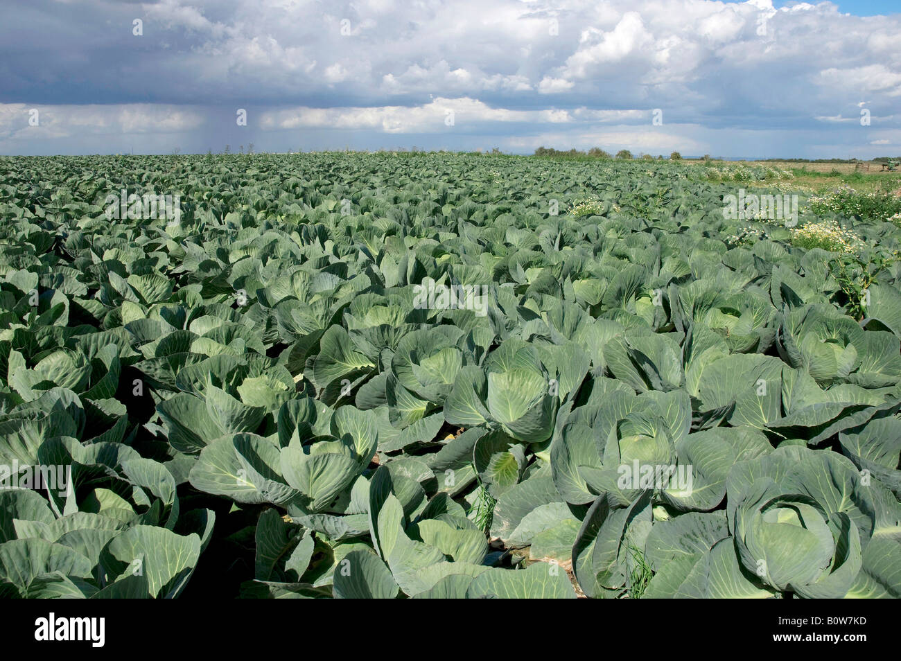 Wild Cabbage (Brassica oleracea) field Stock Photo