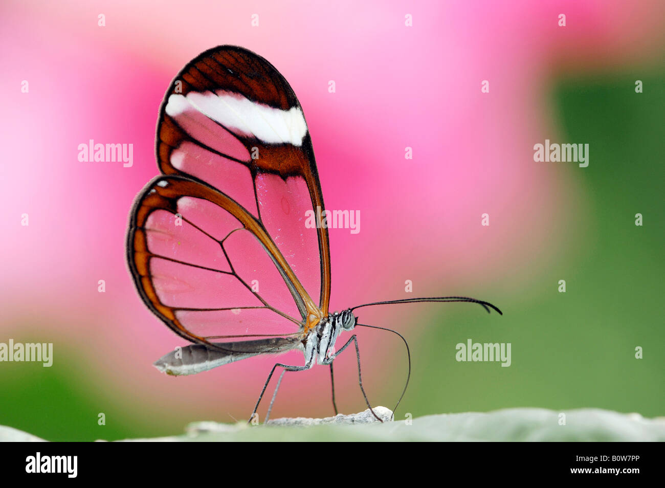 Glasswing - or Glass Wing Butterfly (Greta oto) Stock Photo