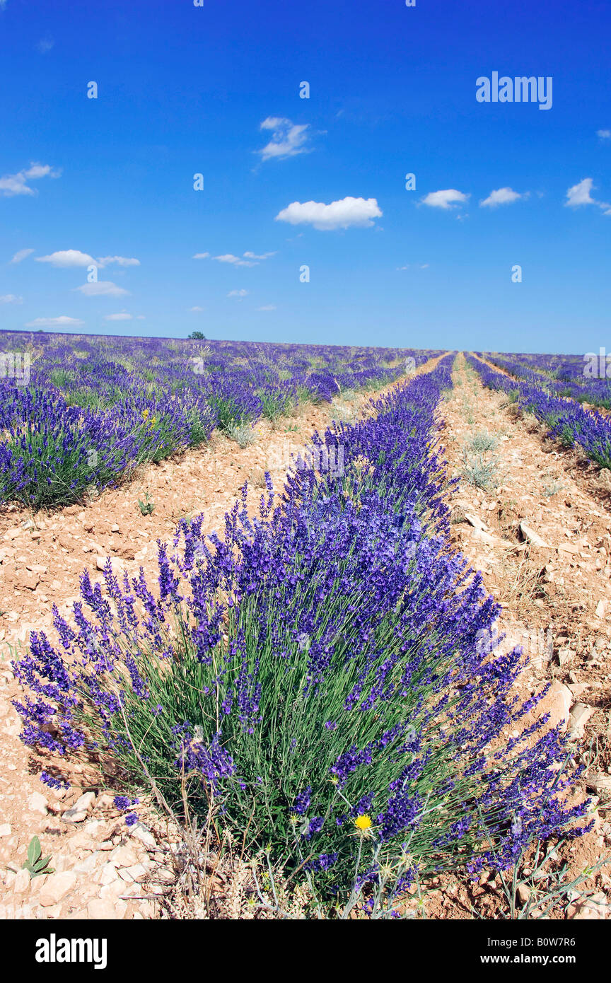 Blooming lavender (Lavendula angustifolia) in a field, Provence