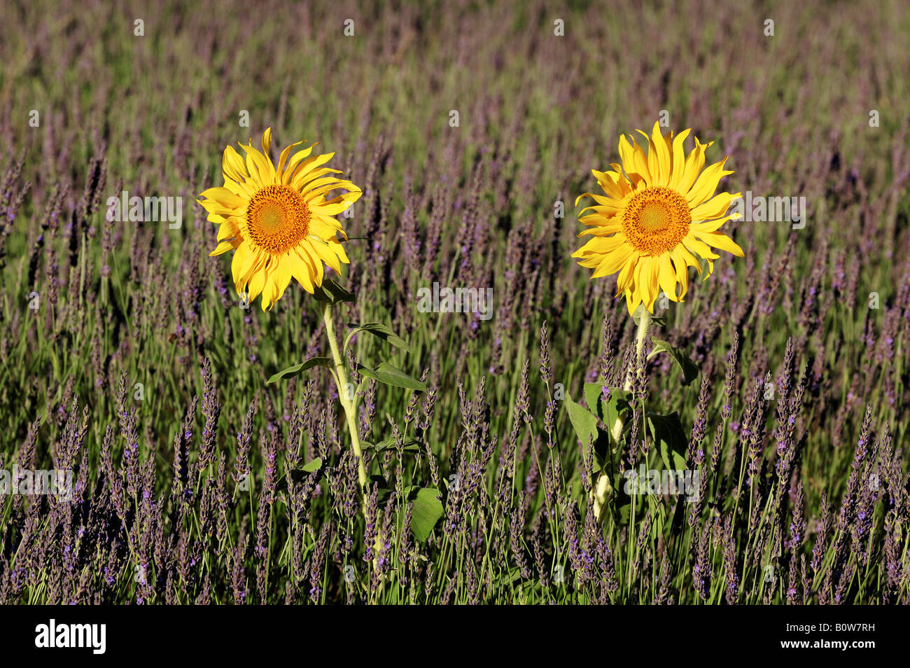 Sunflowers (Helianthus annuus) growing in a lavender field (Lavendula