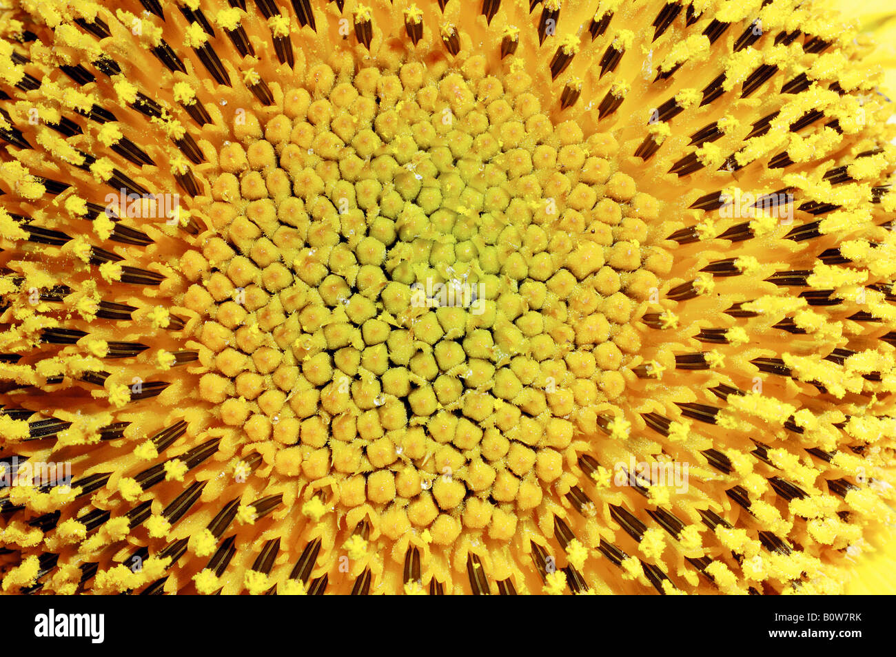 Sunflower (Helianthus annuus), detail Stock Photo