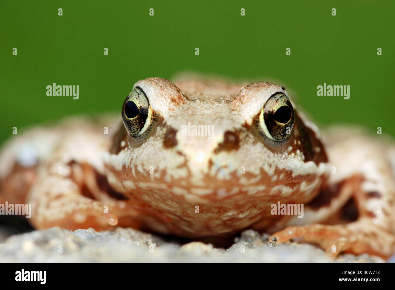 Common European Frog (Rana temporaria) Stock Photo