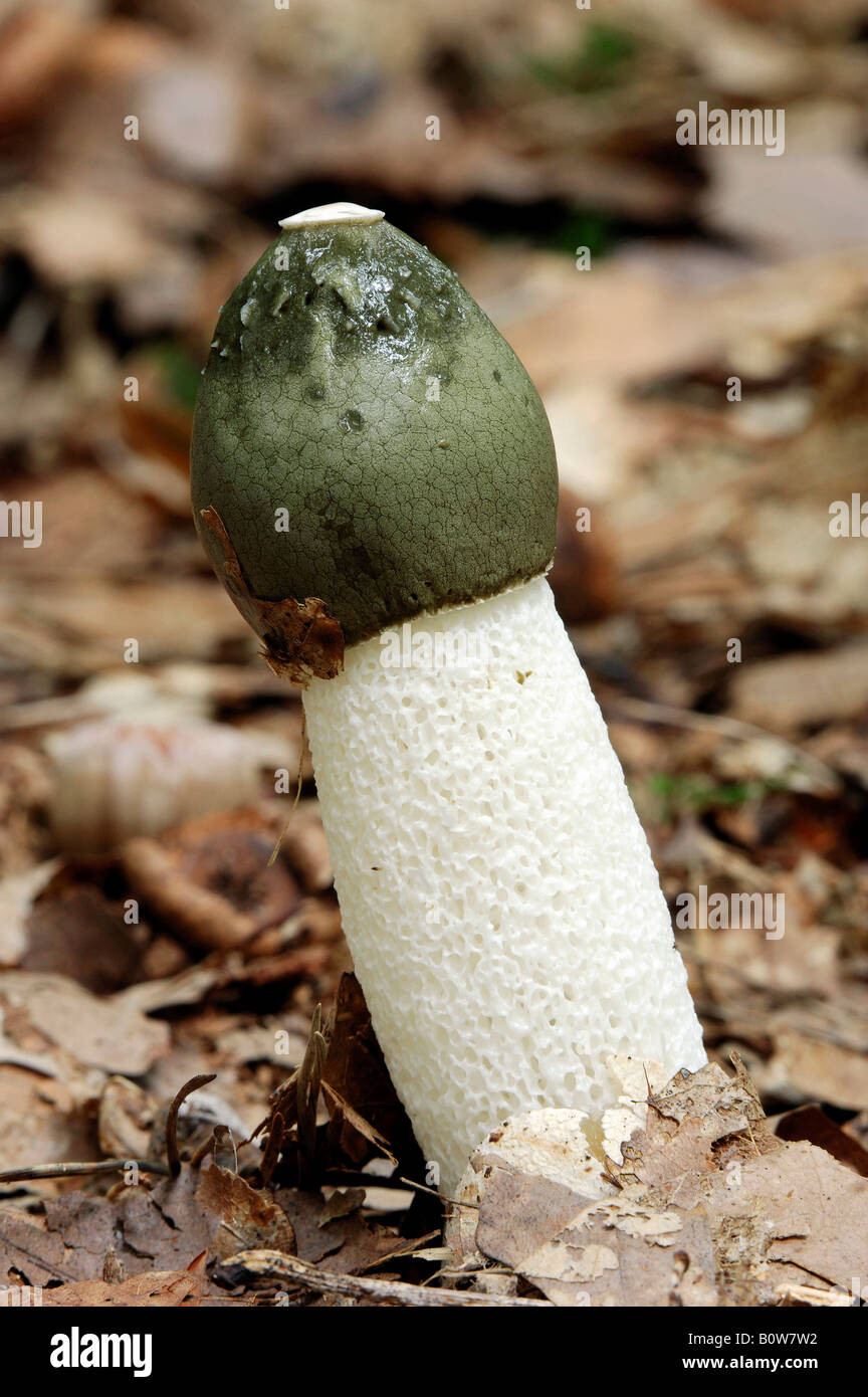 Stinkhorn mushroom (Phallus impudicus) Stock Photo