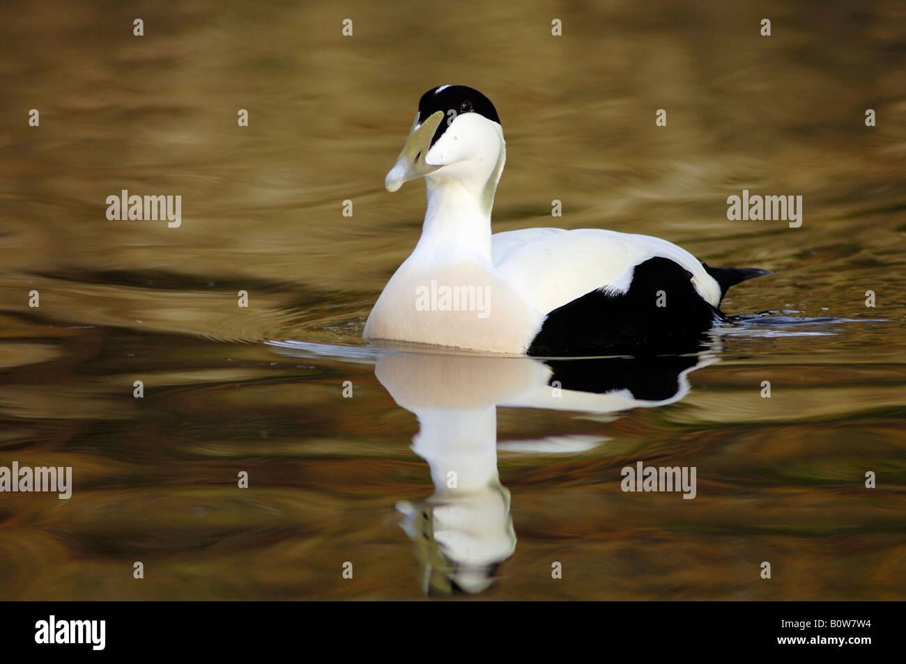 Eider Duck (Somateria mollissima), male, drake Stock Photo
