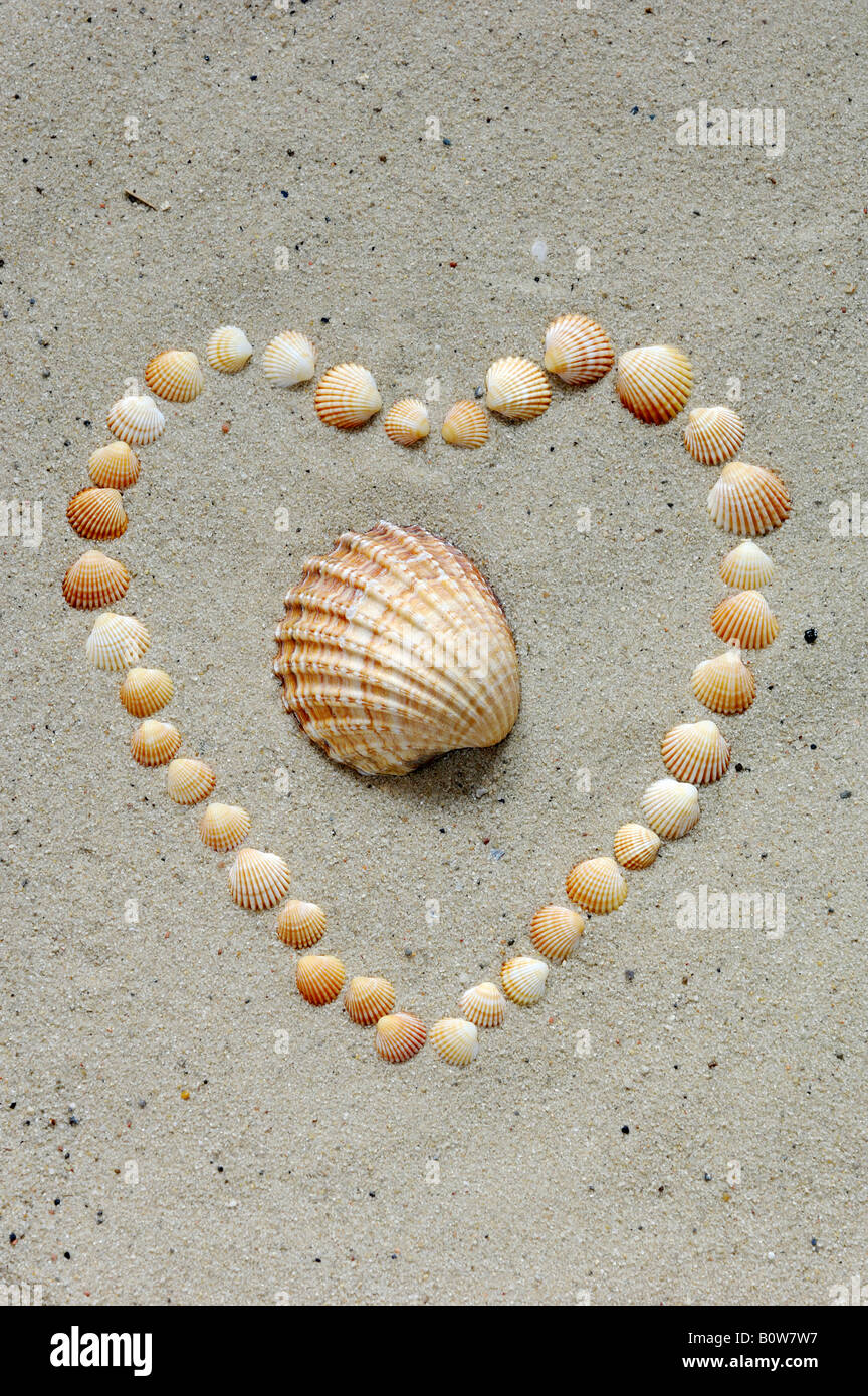 Shells, seashells forming a heart Stock Photo