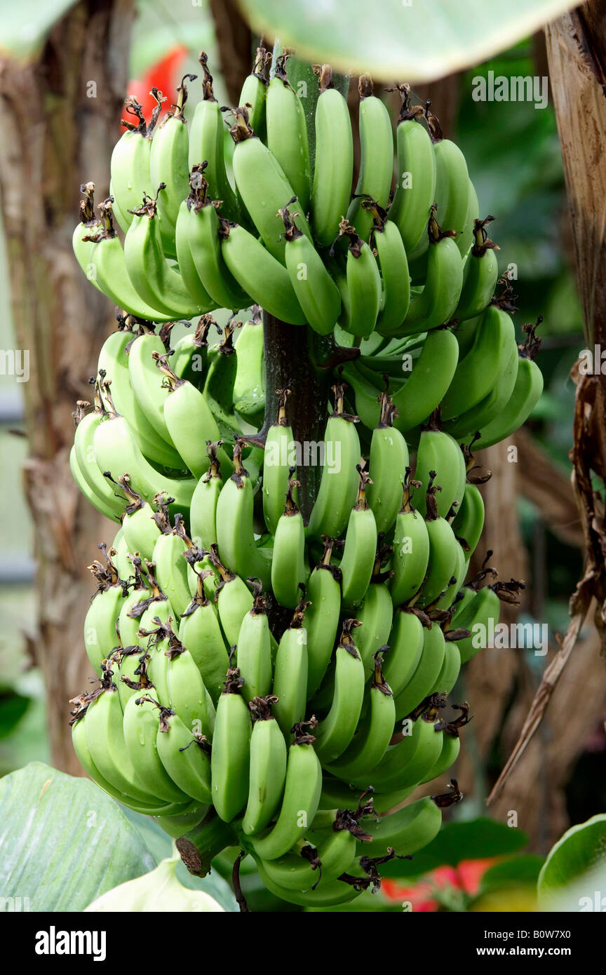 Bananas (Musa paradisiaca), bunch on a tree Stock Photo