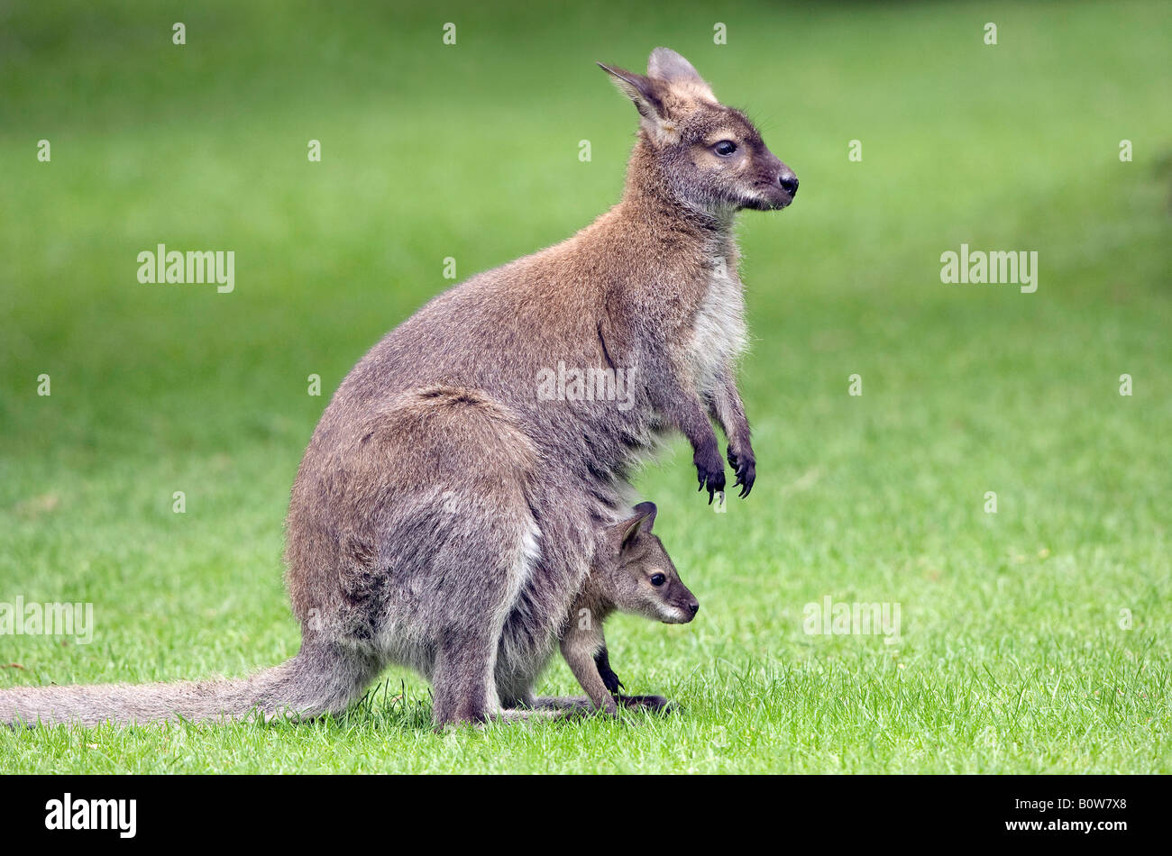 Red-necked Wallaby (Macropus rufogriseus), female with young or joey in pouch Stock Photo