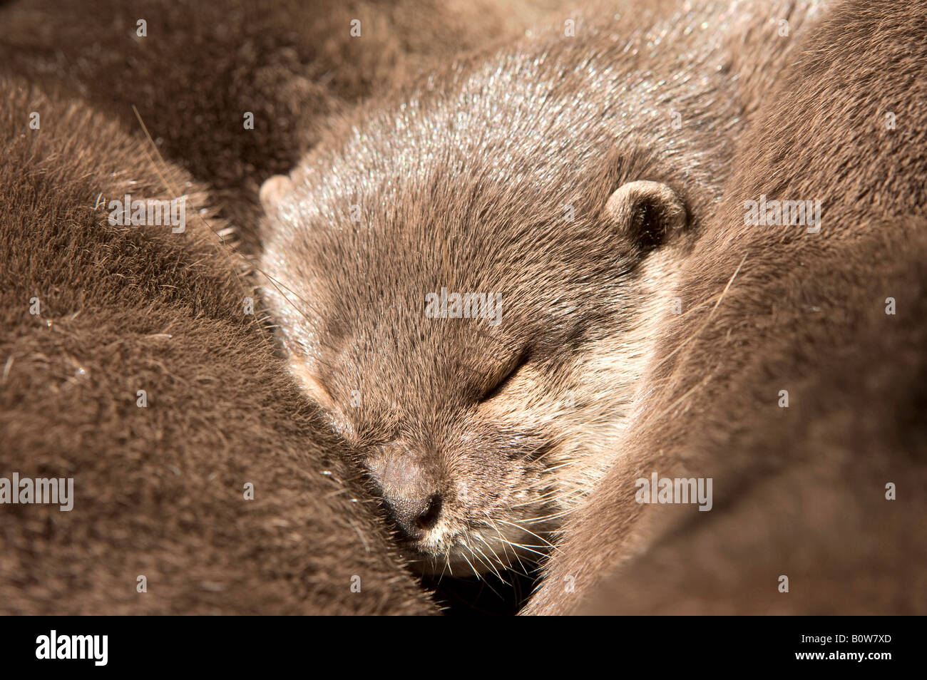 Asian Small Clawed Otter or Oriental Short-Clawed Otter (Aonyx cinerea) Stock Photo