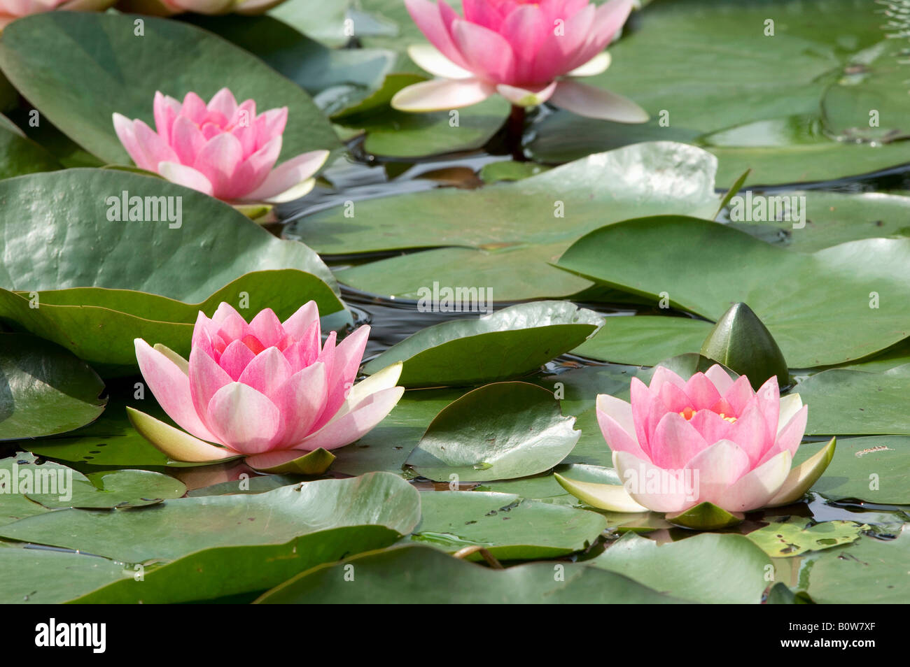 Waterlilies (Nymphaea spec.) and lily pads Stock Photo