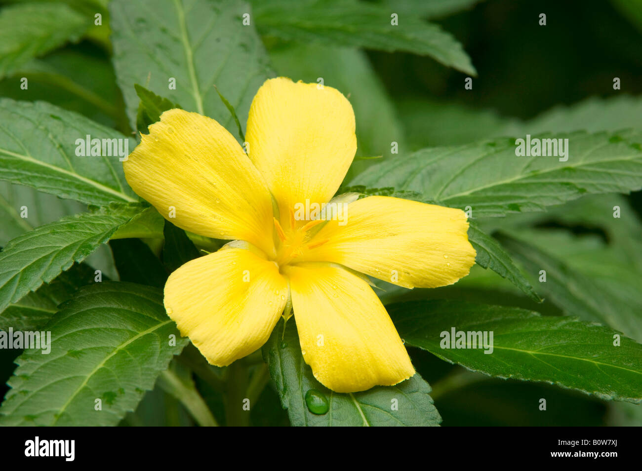Yellow Alder, Sage Rose, Yellow Buttercup or Damiana (Turnera ulmifolia) Stock Photo