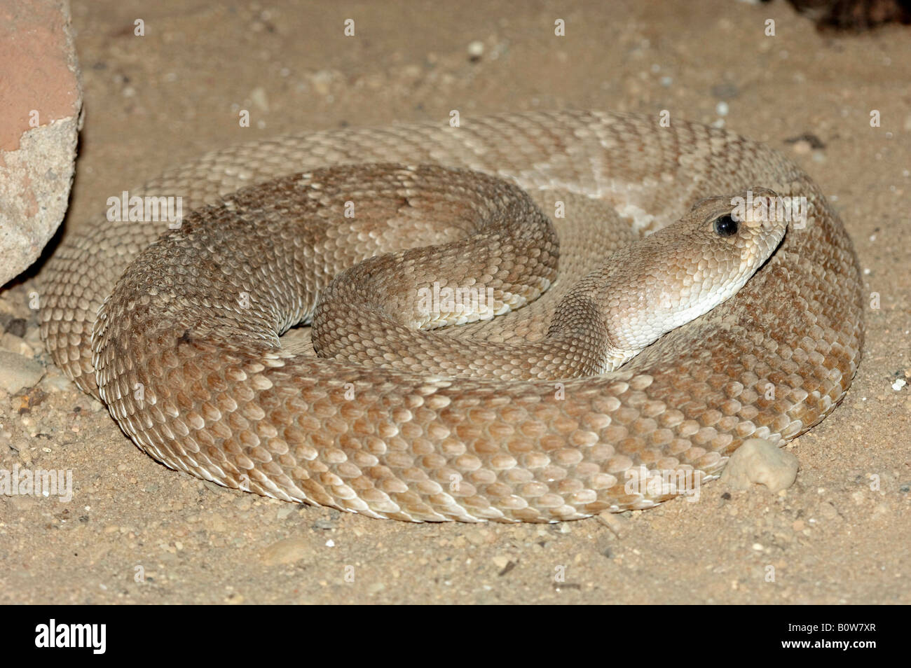 Red diamond rattlesnake hires stock photography and images Alamy