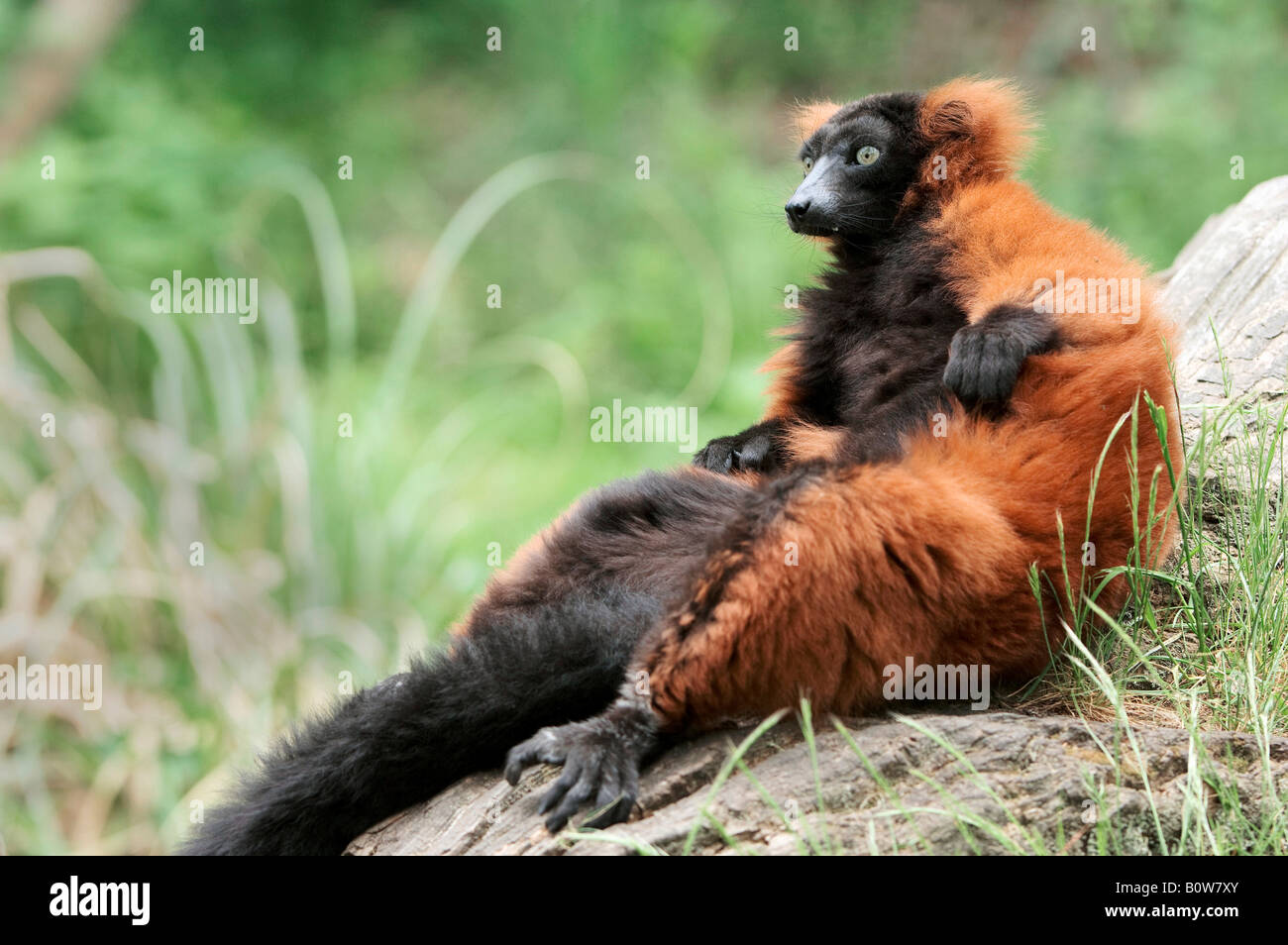 Red Ruffed Lemur (Varecia variegata rubra) Stock Photo