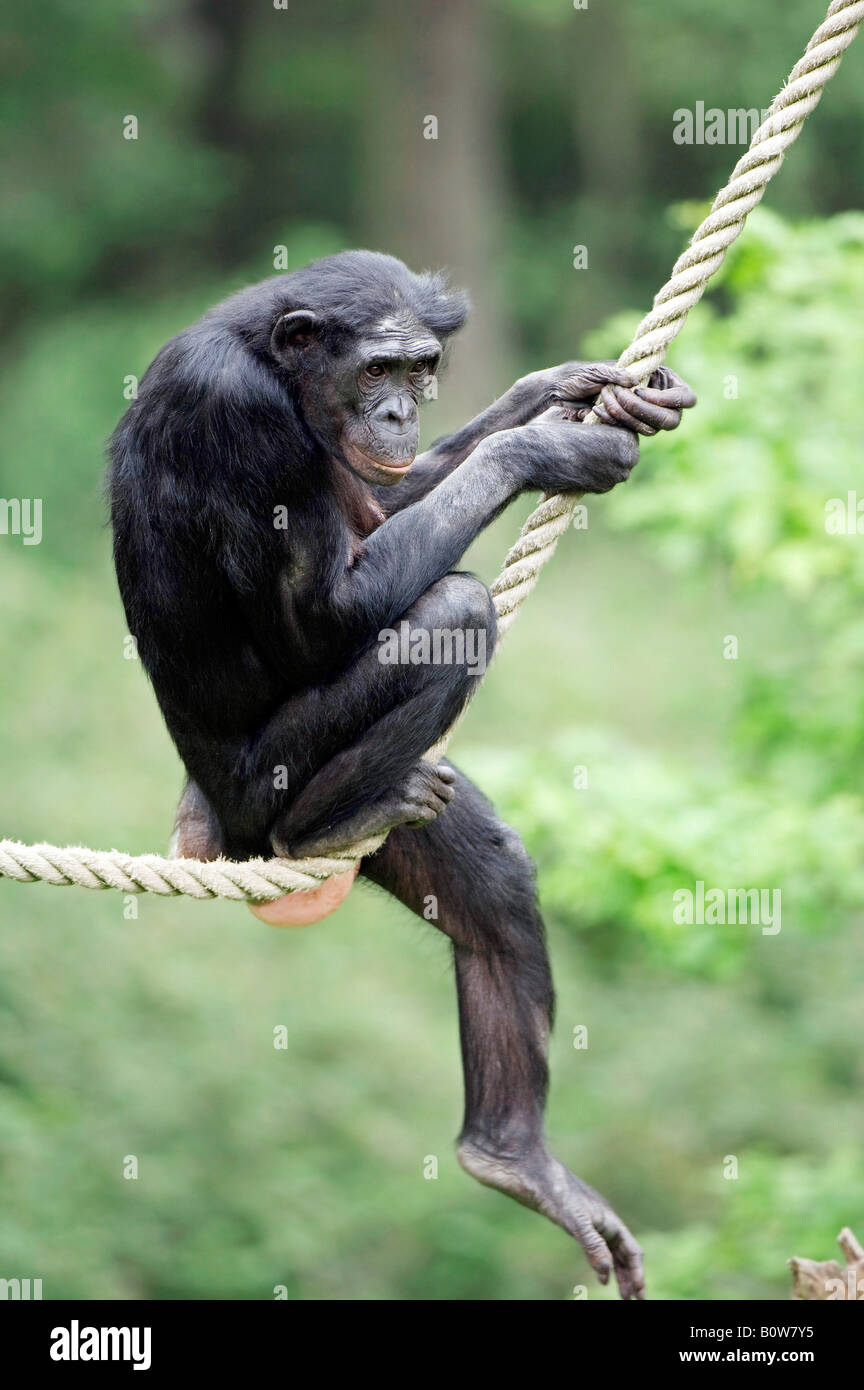 Bonobo or Pygmy Chimpanzee (Pan paniscus) sitting on a rope Stock Photo