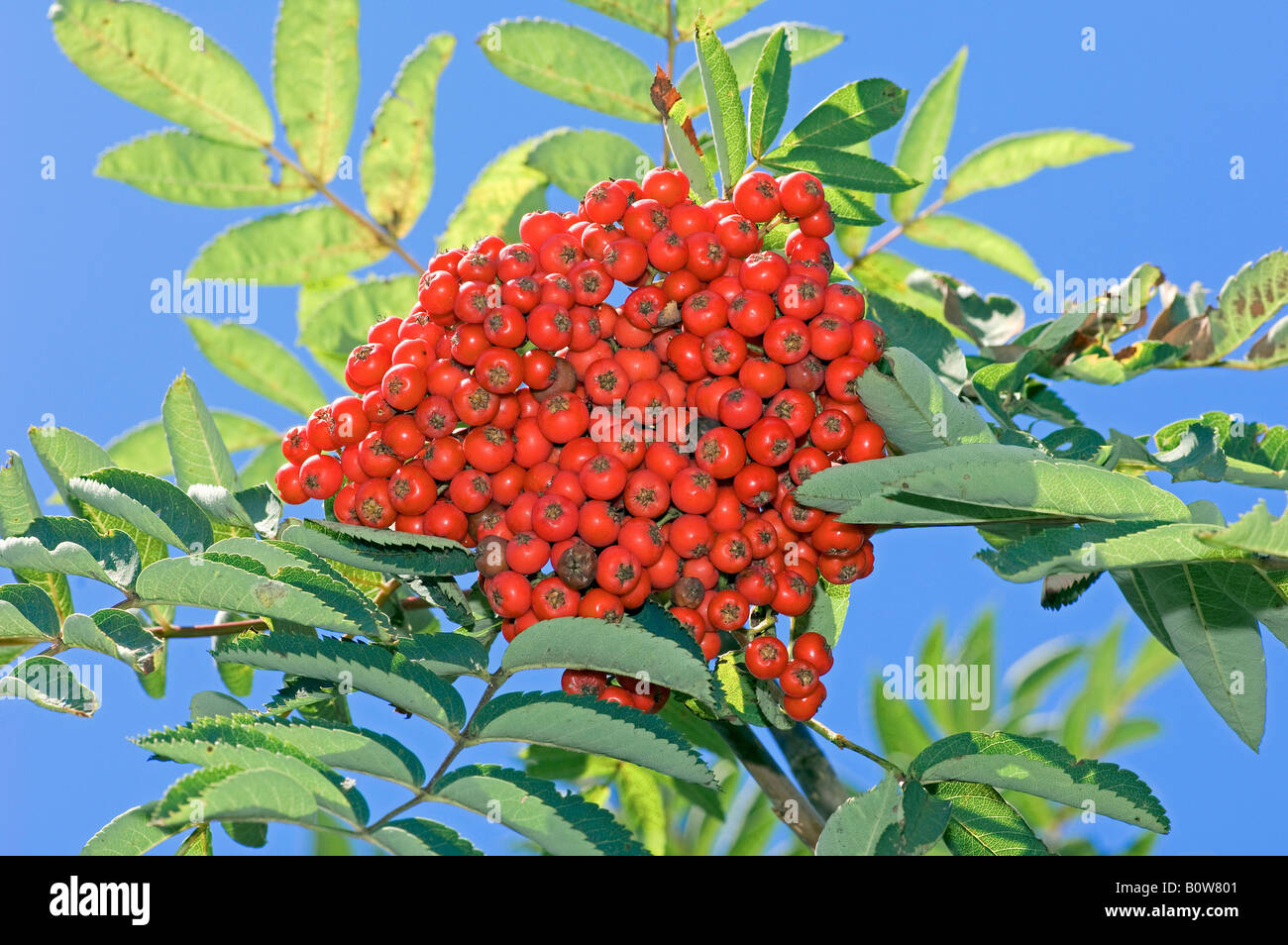 Rowan Ash or Mountain Ash (Sorbus aucuparia), berries Stock Photo