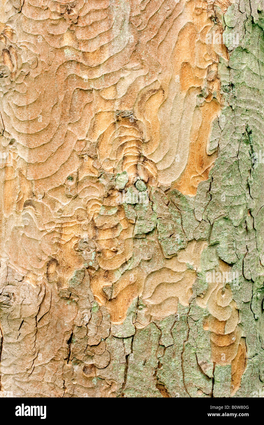 Sycamore Maple bark (Acer pseudoplatanus) Stock Photo