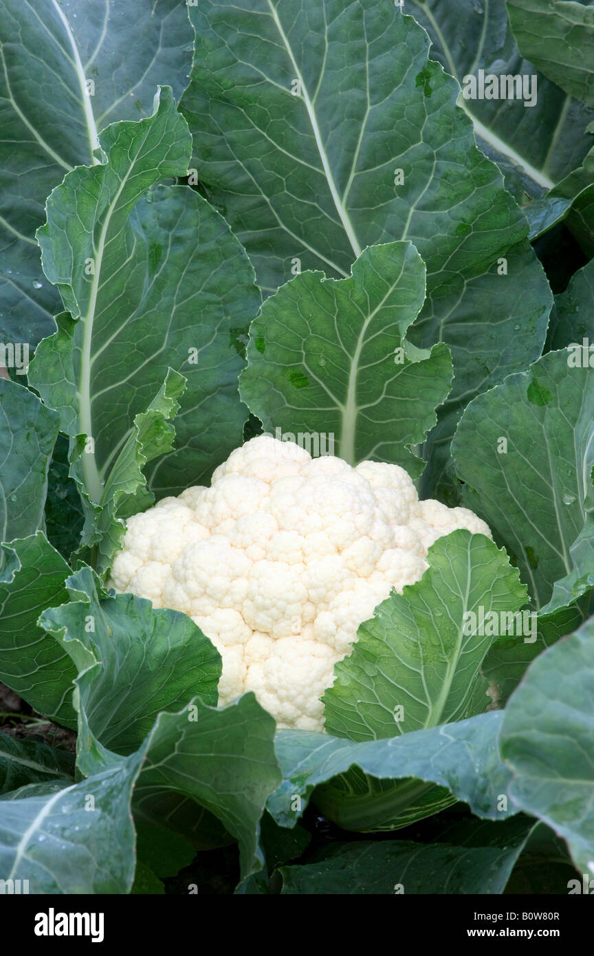 Cauliflower (Brassica oleracea var. botrytis) Stock Photo