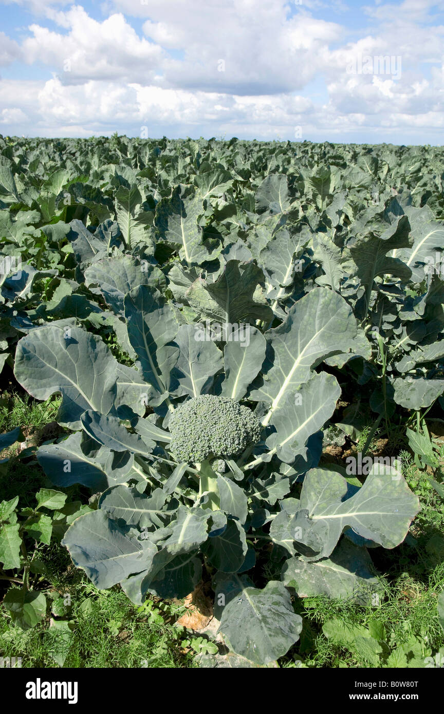 Field of Broccoli (Brassica oleracea var. italica), North Rhine-Westphalia, Germany Stock Photo