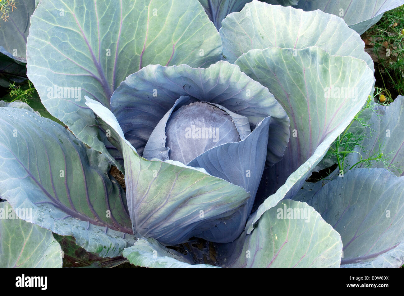 Red Cabbage or Blue Kraut (Brassica oleracea var. rubra) Stock Photo