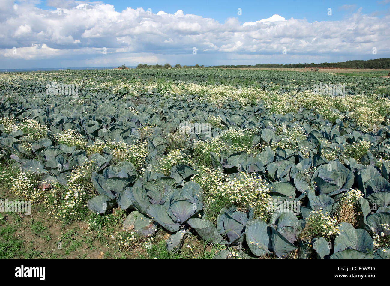 Field of Red Cabbage or Blue Kraut (Brassica oleracea var. rubra) and Scented Mayweed (Matricaria chamomilla, Matricaria recuti Stock Photo