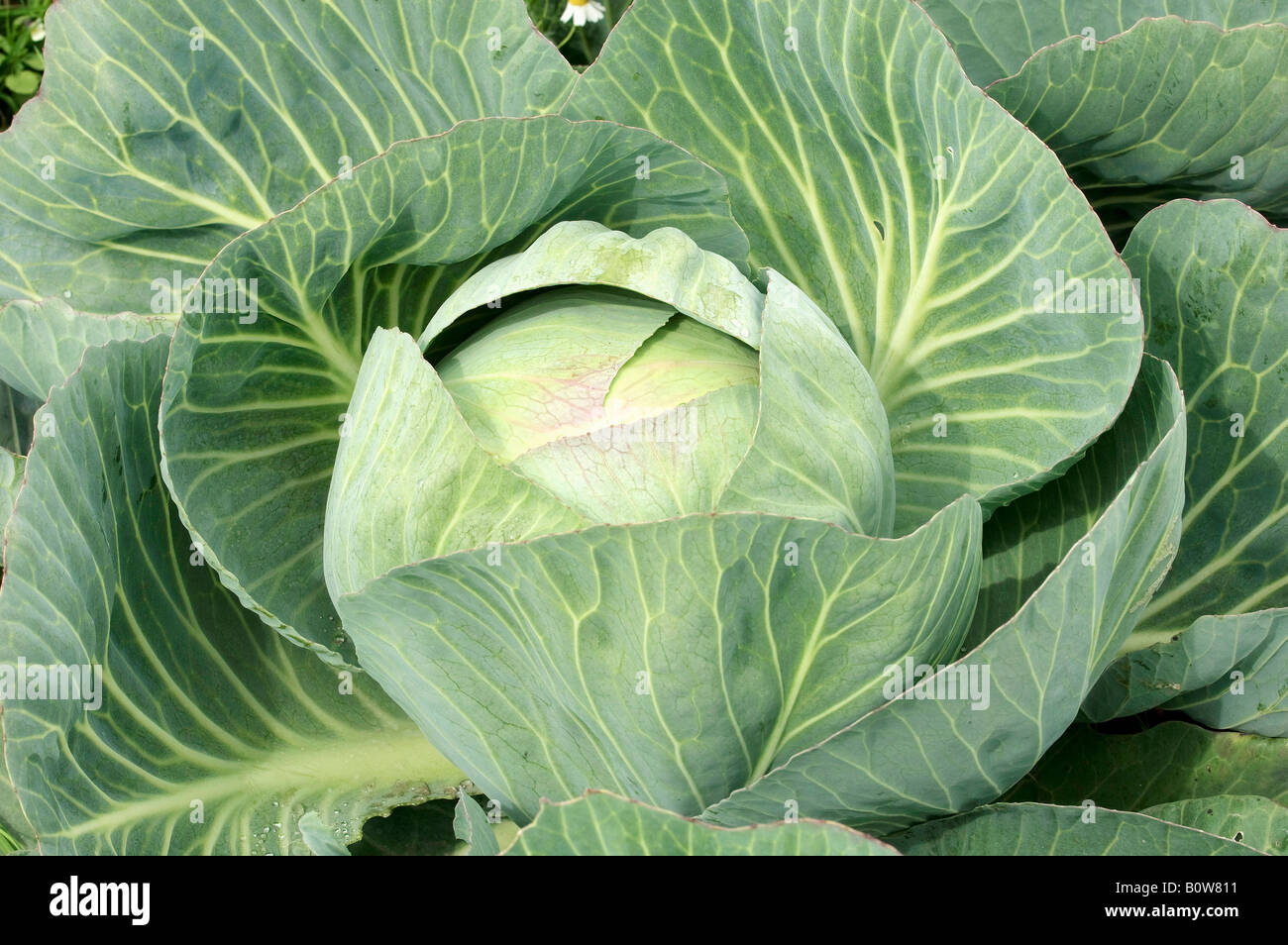 Brassica oleracea convar capitata f alba hires stock photography and