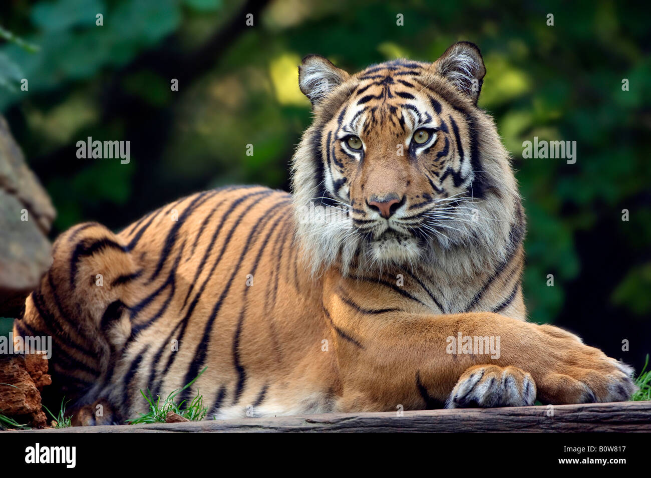 Sumatran Tiger (Panthera tigris sumatrae) Stock Photo