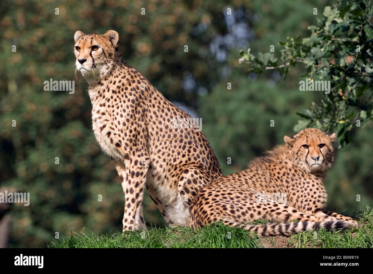 Cheetah (Acinonyx jubatus), female with cub Stock Photo