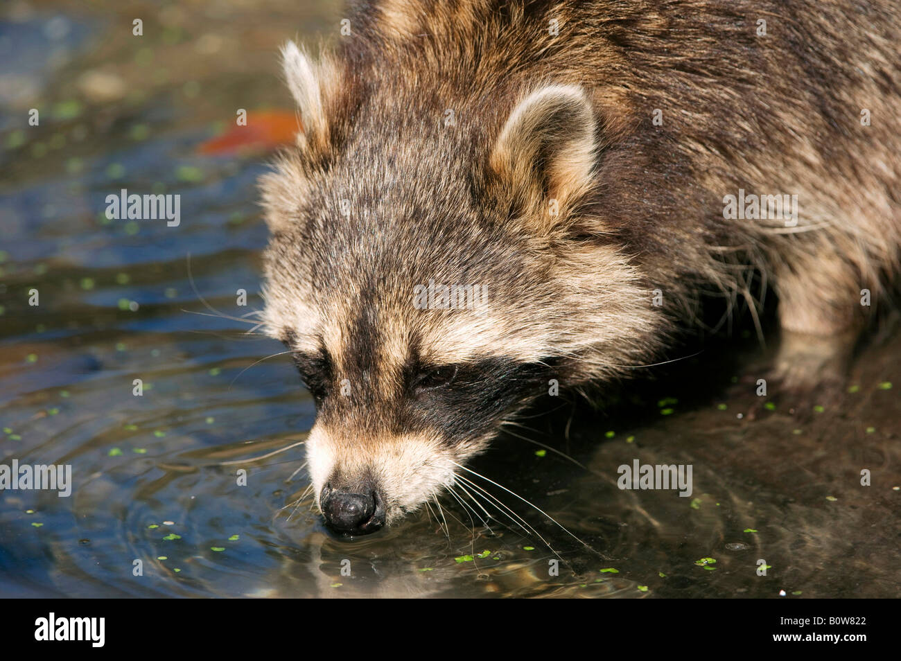 Raccoon (Procyon lotor) drinking water Stock Photo