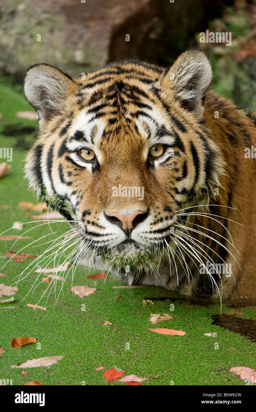 Siberian Tiger (Panthera tigris altaica) in the water Stock Photo