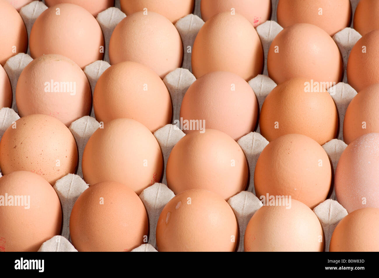 Brown eggs in an egg carton Stock Photo