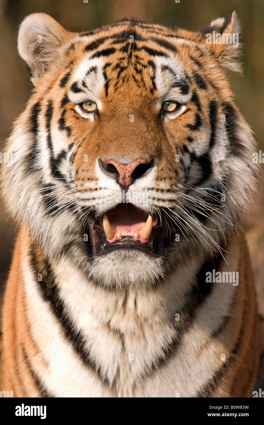 Siberian Tiger (Panthera tigris altaica) Stock Photo