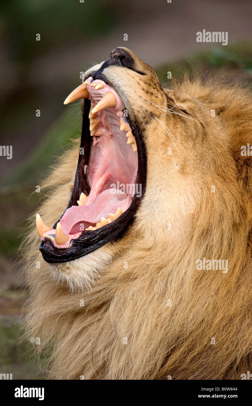 Lion (Panthera leo), male, yawning Stock Photo