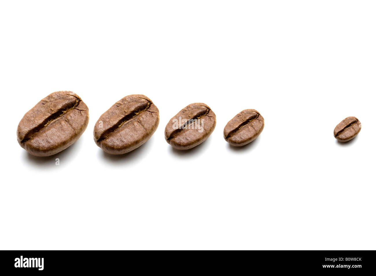 Coffee beans, various sizes Stock Photo