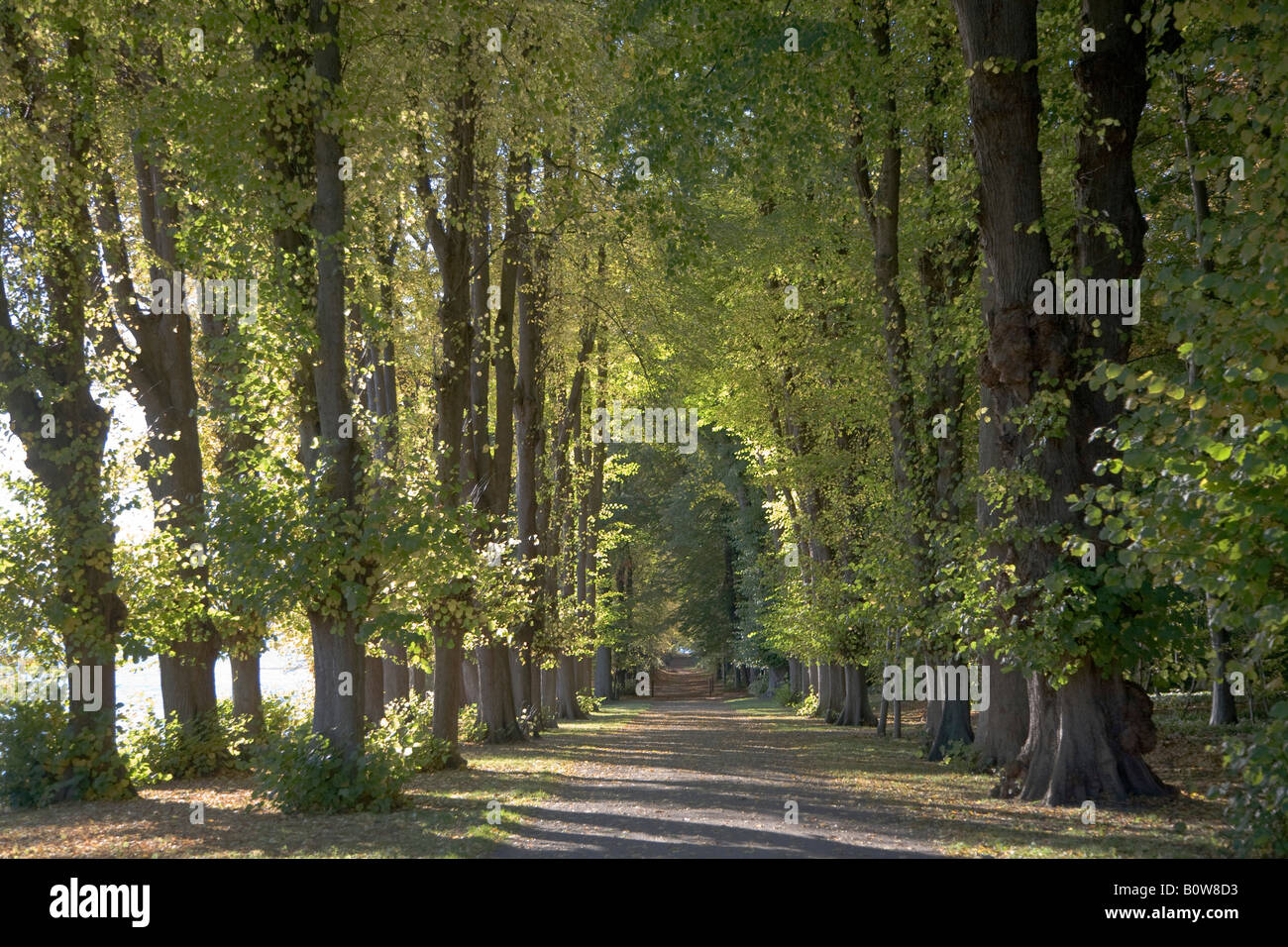 Autumnal avenue of trees in castle gardens, Augustenborg, Alsen, Denmark Stock Photo