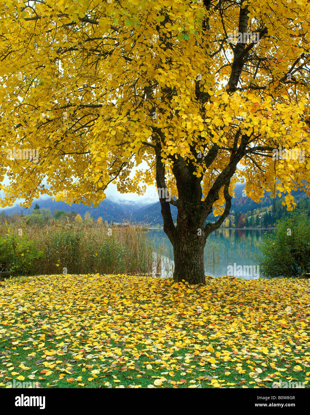 Deciduous tree in autumn, autumn foliage, colourful leaves Stock Photo