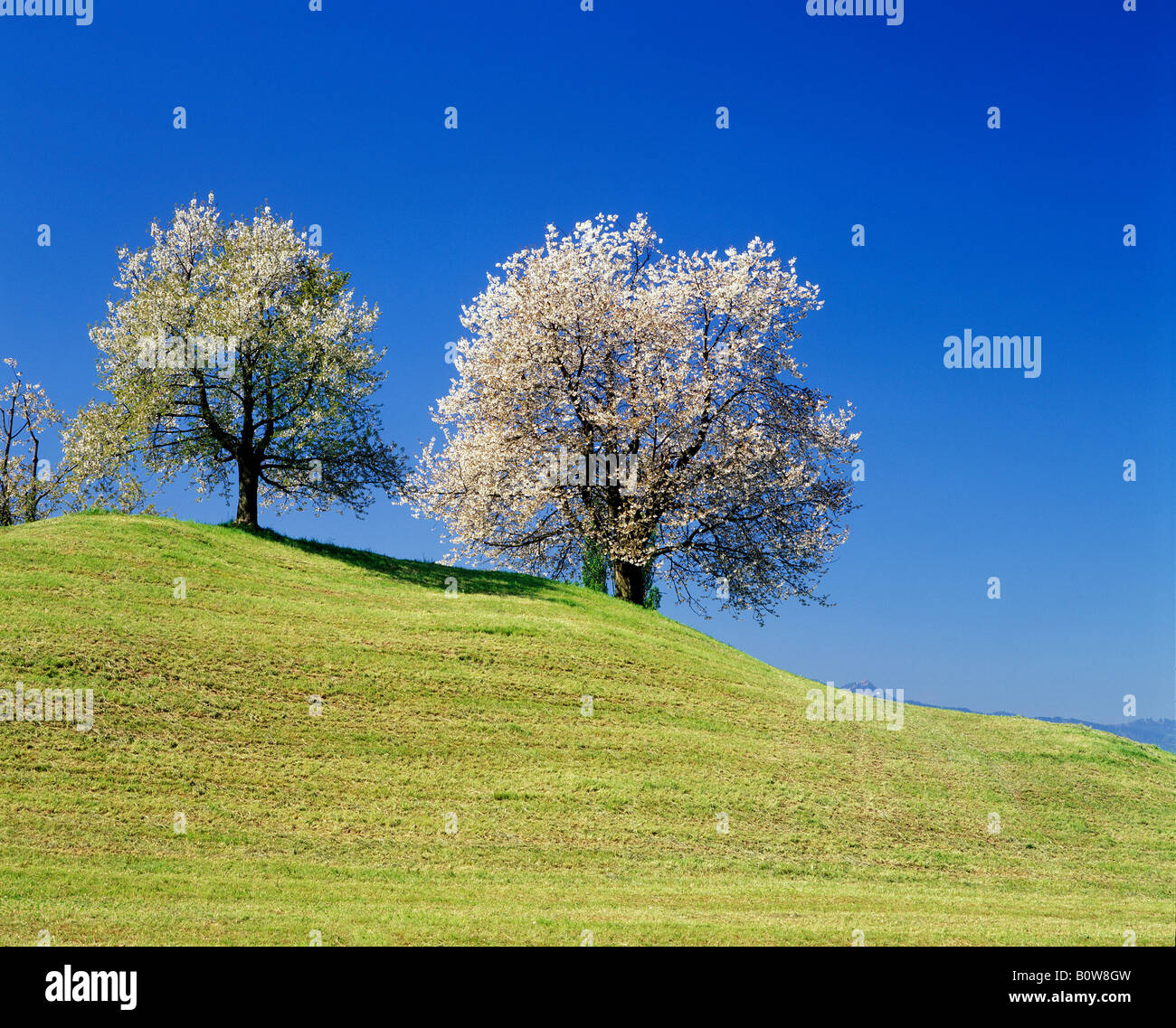 Blossoming apple tree, in bloom, orchard, meadow, spring Stock Photo