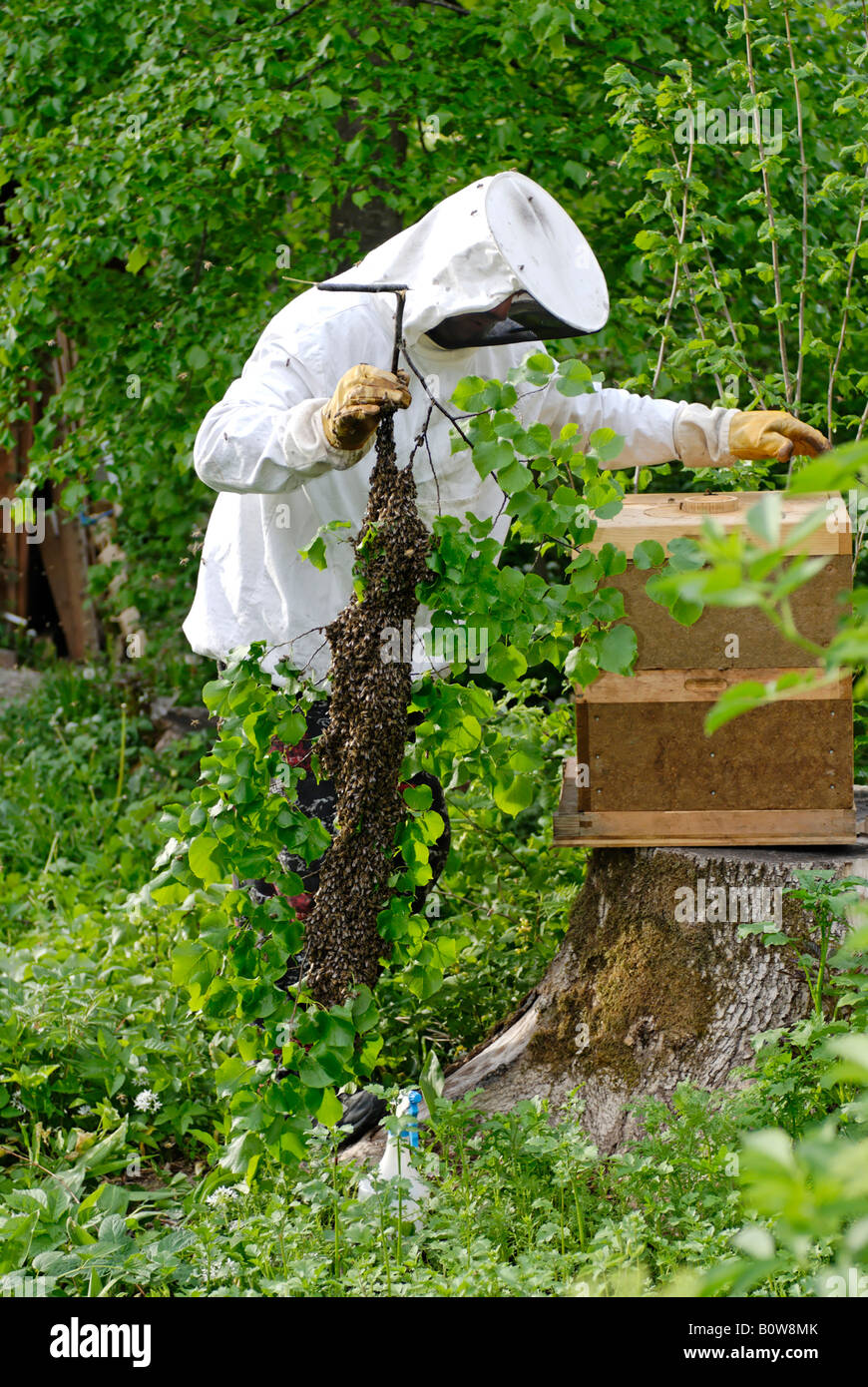 Beekeeper or apiarist collecting a honeybee swarm Stock Photo