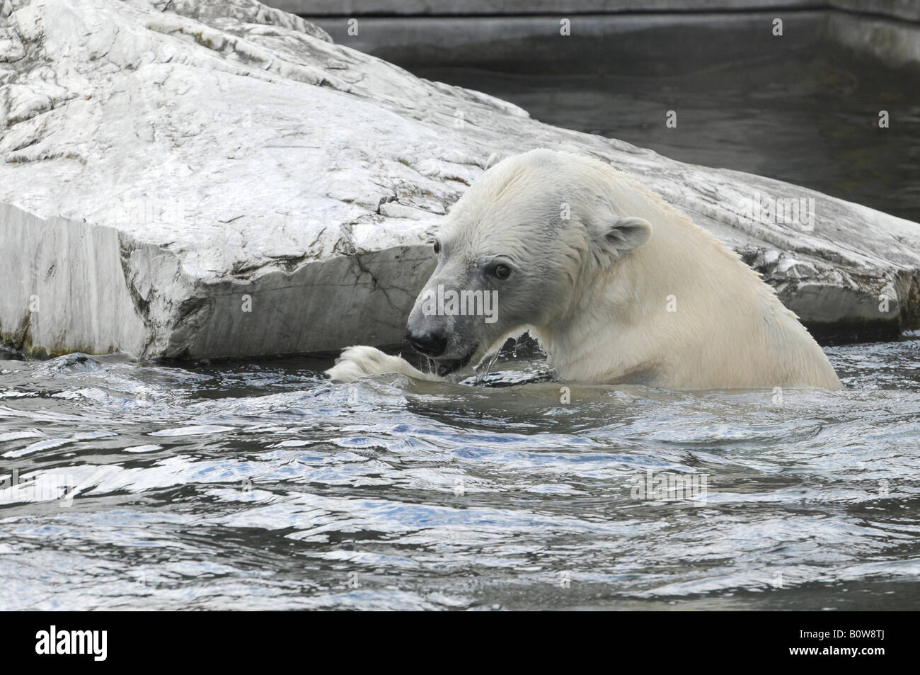 Polar Bear (Ursus maritimus), Tierpark, zoo, Baden-Wuerttemberg, Germany, Europe Stock Photo