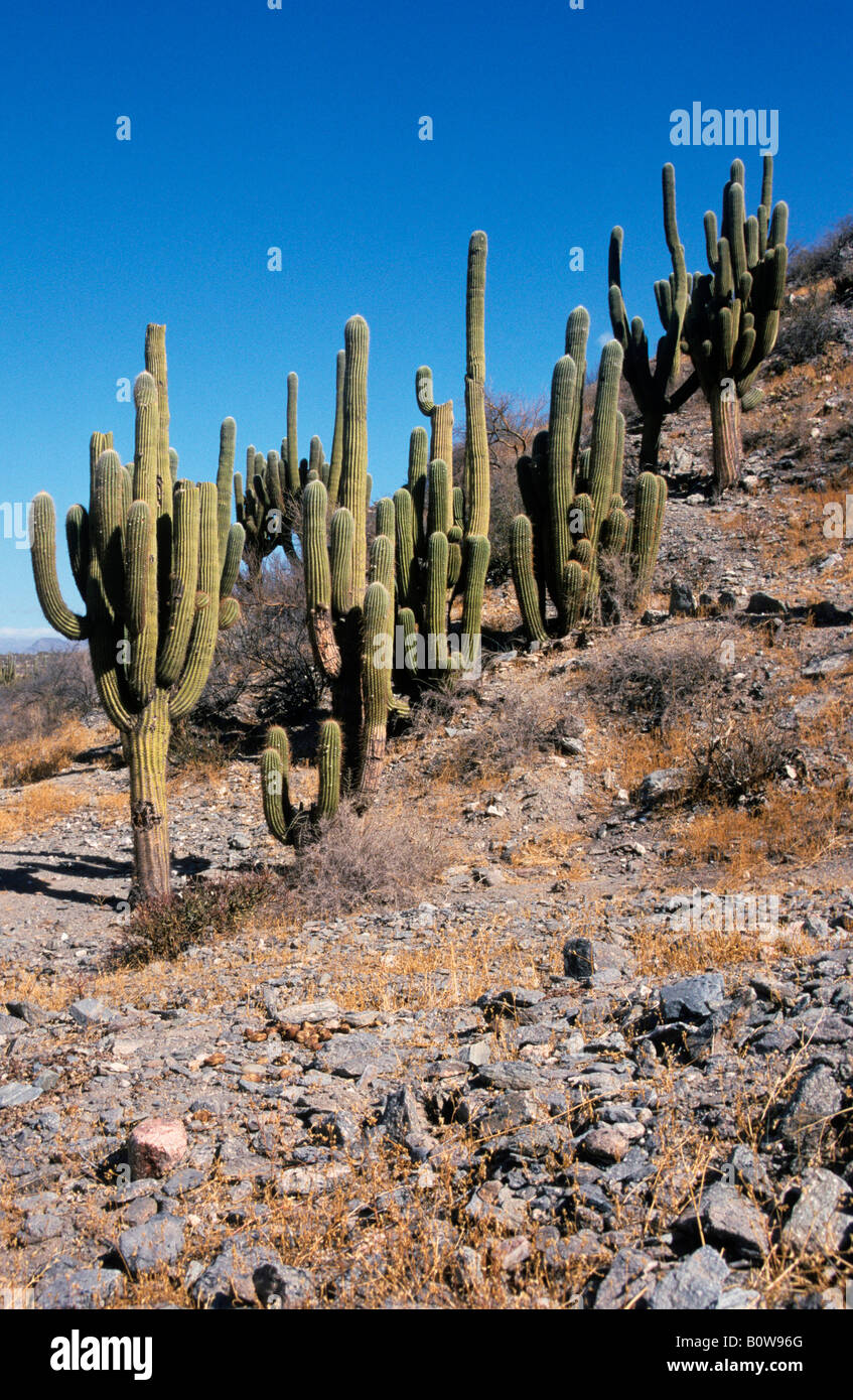 Cacti, cactuses near Tafí del Valle, Tucumán Province, Argentina Stock Photo